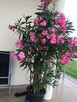Oleander Rózario o pełnych pachących kwiatach - 2