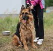 Diana w typie owczarka niemieckiego - 2