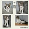 3-miesięczne Chili i Czoko - 2