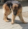 Natka - 2