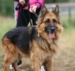 Diana w typie owczarka niemieckiego - 1