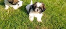 Shih tzu szczeniaki - 8