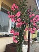 Oleander Rózario o pełnych pachących kwiatach - 3
