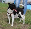 Nieduży wyjątkowy psiak Niko - 3