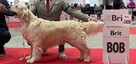 Szczeniaki / psy Champion Golden Retriever ZKwP FCI - 7