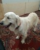 Szczeniaki / psy Champion Golden Retriever ZKwP FCI - 4
