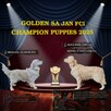 Szczeniaki / psy Champion Golden Retriever ZKwP FCI - 2