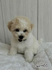 Bichon FCI /ZKwP/do odbioru. - 11