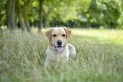 Dżeki-pies w typie labradora do odpowiedzialnej adopcji - 4