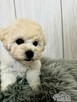 Bichon FCI /ZKwP/do odbioru. - 2