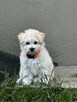 Bichon FCI /ZKwP/do odbioru. - 8