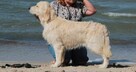Szczeniaki / psy Champion Golden Retriever ZKwP FCI - 5