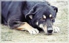 Radzio – tacy jak on rzadko opuszczają schroniska.Zmieńmy to - 8