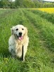 Szczeniak / piesek Golden Retriever Związek Kynologiczny FCI - 8