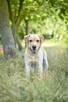 Dżeki-pies w typie labradora do odpowiedzialnej adopcji - 6