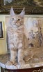 Maine Coon Umeed Tiili.Pl - 2