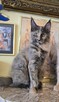 Maine Coon Umeed Tiili.Pl - 1