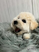 Bichon FCI /ZKwP/do odbioru. - 10