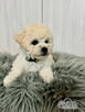 Bichon FCI /ZKwP/do odbioru. - 4