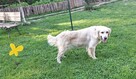 Szczeniak / piesek Golden Retriever Związek Kynologiczny FCI - 3