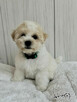 Bichon FCI /ZKwP/do odbioru. - 9