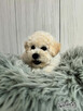 Bichon FCI /ZKwP/do odbioru. - 7