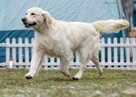 Szczeniaki / psy Champion Golden Retriever ZKwP FCI - 6