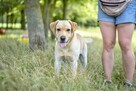 Dżeki-pies w typie labradora do odpowiedzialnej adopcji - 8