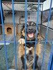 Racuch szuka domu, pies, 1 rok, w typie owczarka, młody - 3