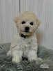 Bichon FCI /ZKwP/do odbioru. - 5