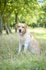Dżeki-pies w typie labradora do odpowiedzialnej adopcji - 3