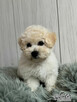 Bichon FCI /ZKwP/do odbioru. - 3