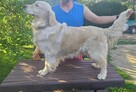 Szczeniaki / psy Champion Golden Retriever ZKwP FCI - 3