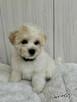 Bichon FCI /ZKwP/do odbioru. - 6