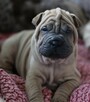 Mamy szczenięta rasy sharpei po utytułowanych rodzicach - 9