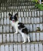 Papillon suczka tricolor /ZKwP FCI/ - 4