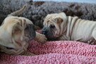 Mamy szczenięta rasy sharpei po utytułowanych rodzicach - 11