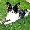Papillon suczka tricolor /ZKwP FCI/ - 9