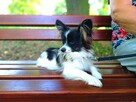 Papillon suczka tricolor /ZKwP FCI/ - 11