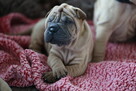 Mamy szczenięta rasy sharpei po utytułowanych rodzicach - 13