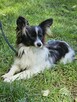 Papillon suczka tricolor /ZKwP FCI/ - 6