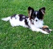 Papillon suczka tricolor /ZKwP FCI/ - 10