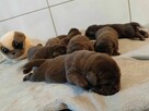 Labrador Retriever czekoladowe szczeniaki Zkwp/FCI - 4