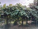 Działka ROD, Łódź - Górna (Pryncypalna) - 8