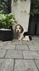 Beagle śliczna sunia tricolor gotowa do odbioru - 3