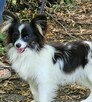 Papillon suczka tricolor /ZKwP FCI/ - 2
