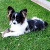 Papillon suczka tricolor /ZKwP FCI/ - 12