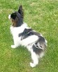 Papillon suczka tricolor /ZKwP FCI/ - 8