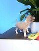 Chihuahua XSS Maleńki z Wielkim Sercem Błękitny Królewicz - 9