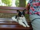 Papillon suczka tricolor /ZKwP FCI/ - 5